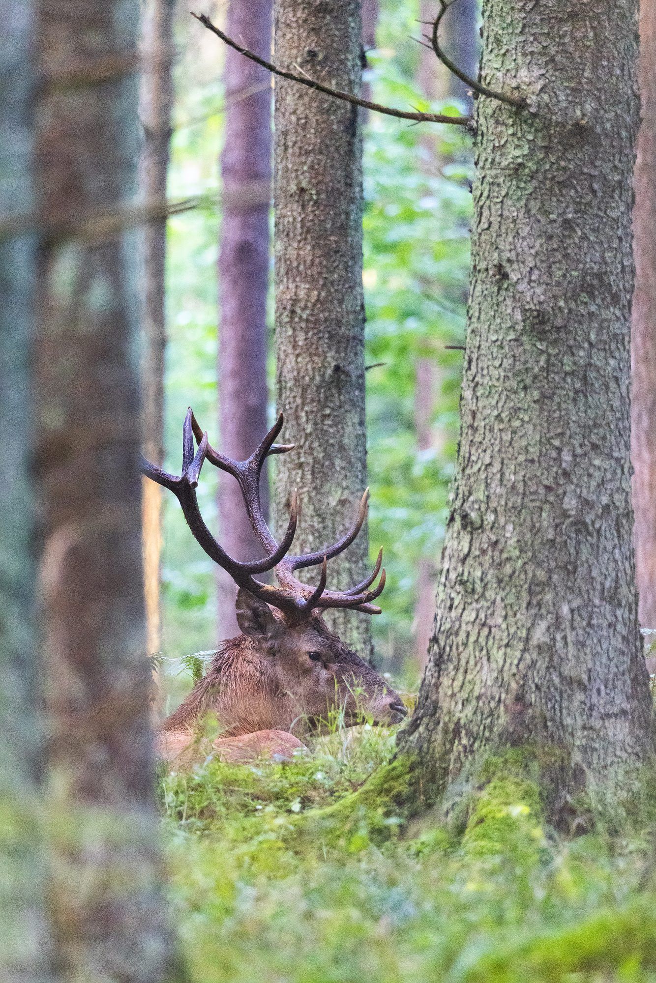 ROTHIRSCHJAGD IN POLEN - Bild 2
