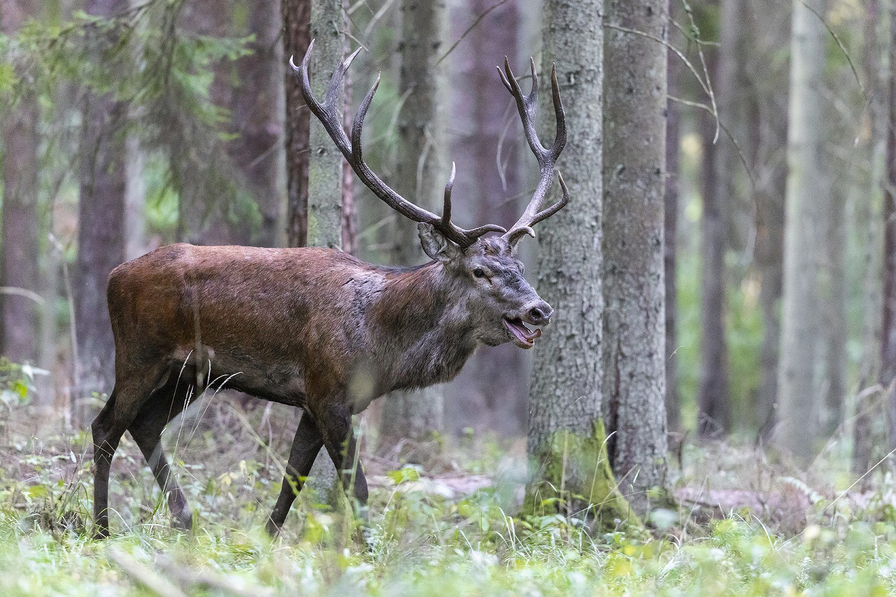 ROTHIRSCHJAGD IN POLEN - Bild 8