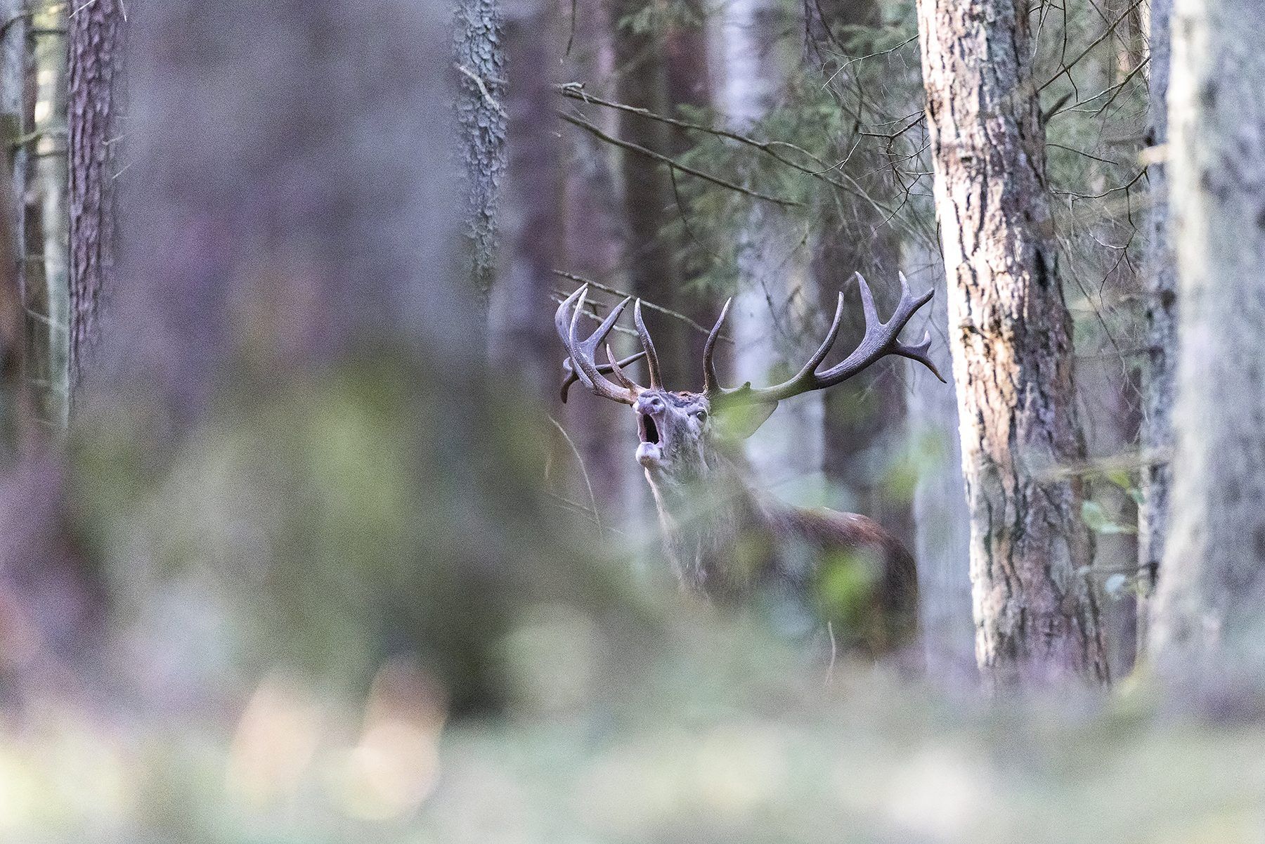 ROTHIRSCHJAGD IN POLEN - Bild 12