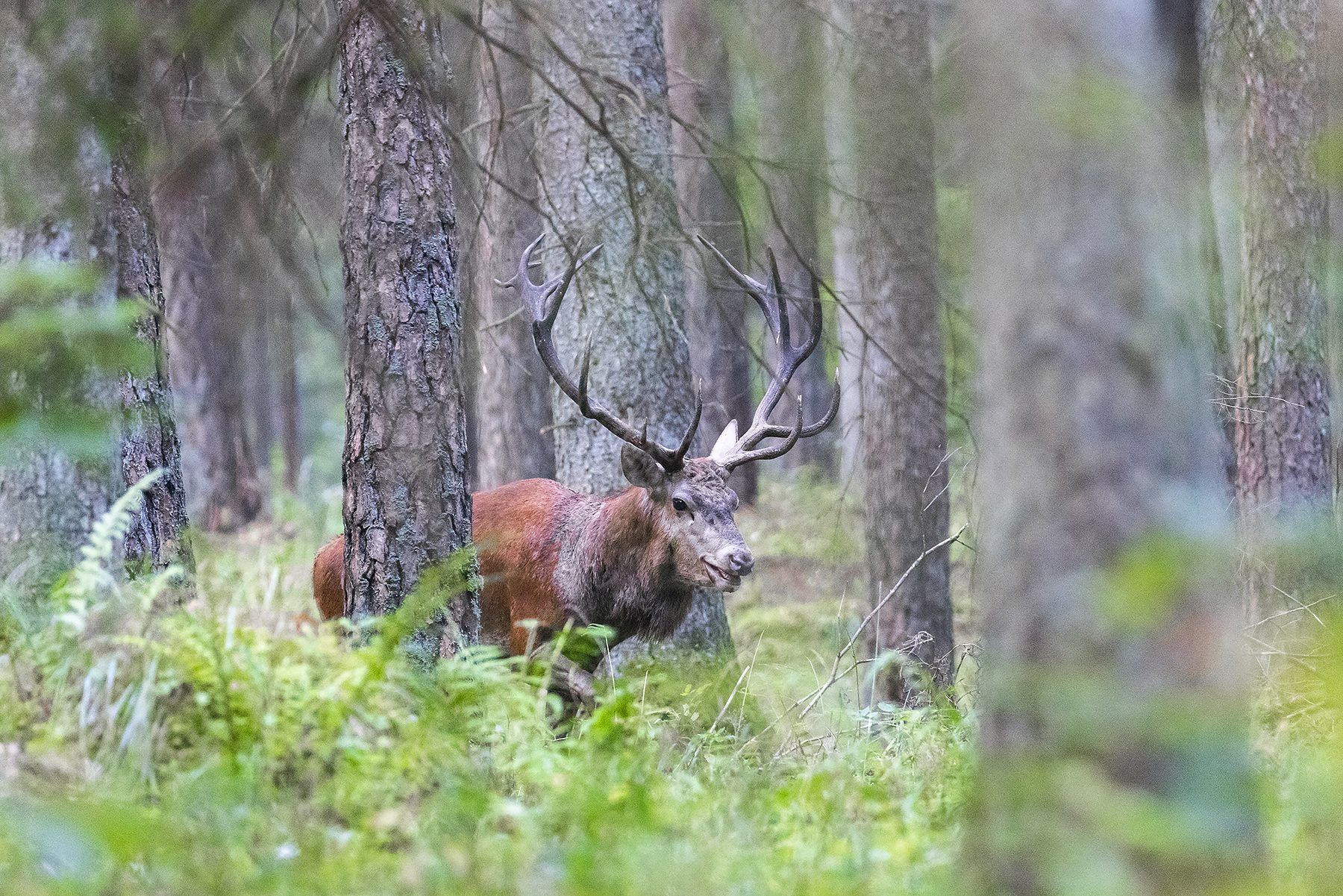 ROTHIRSCHJAGD IN POLEN - Bild 13