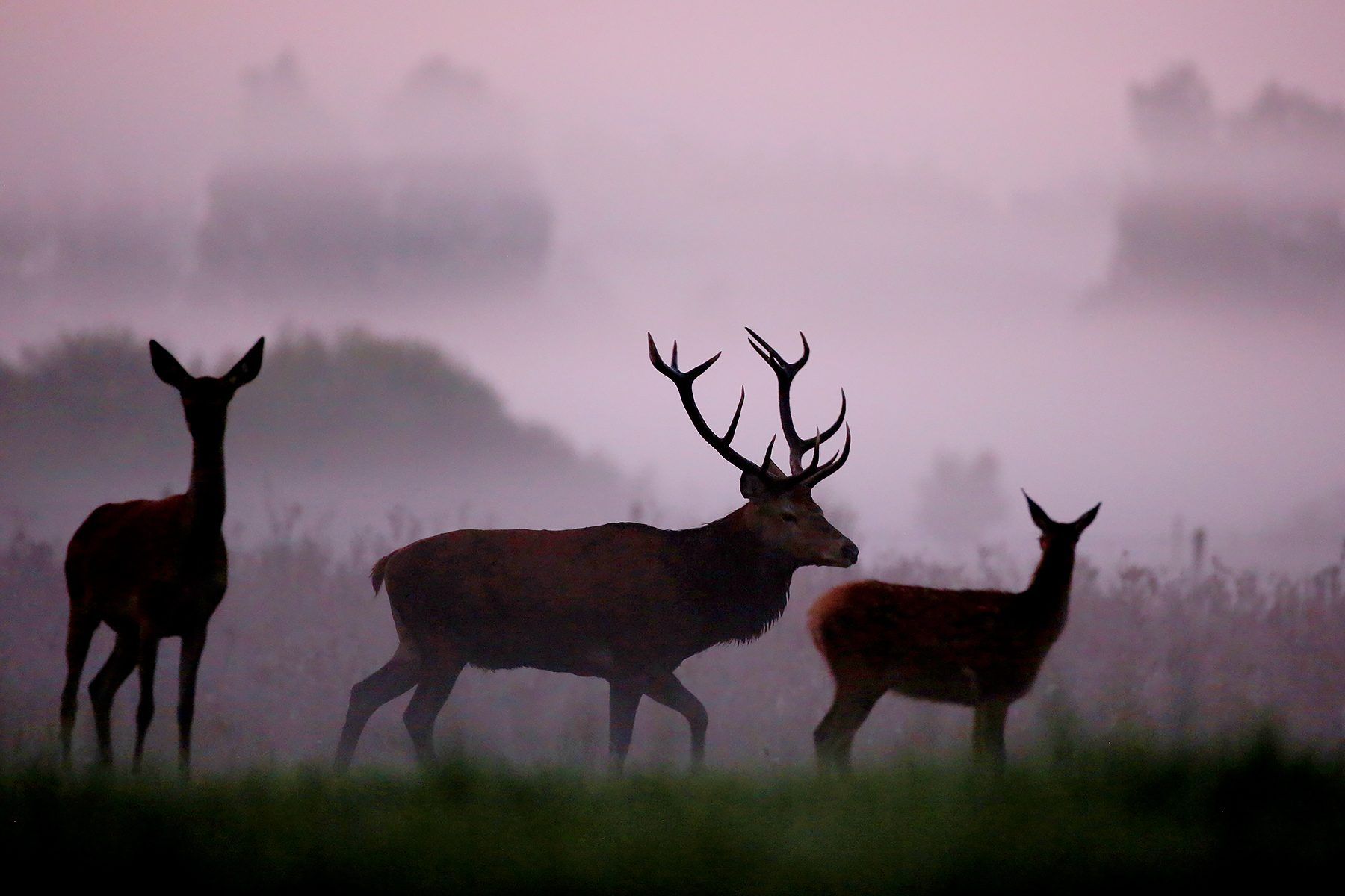 ROTHIRSCHJAGD IN POLEN - Bild 16
