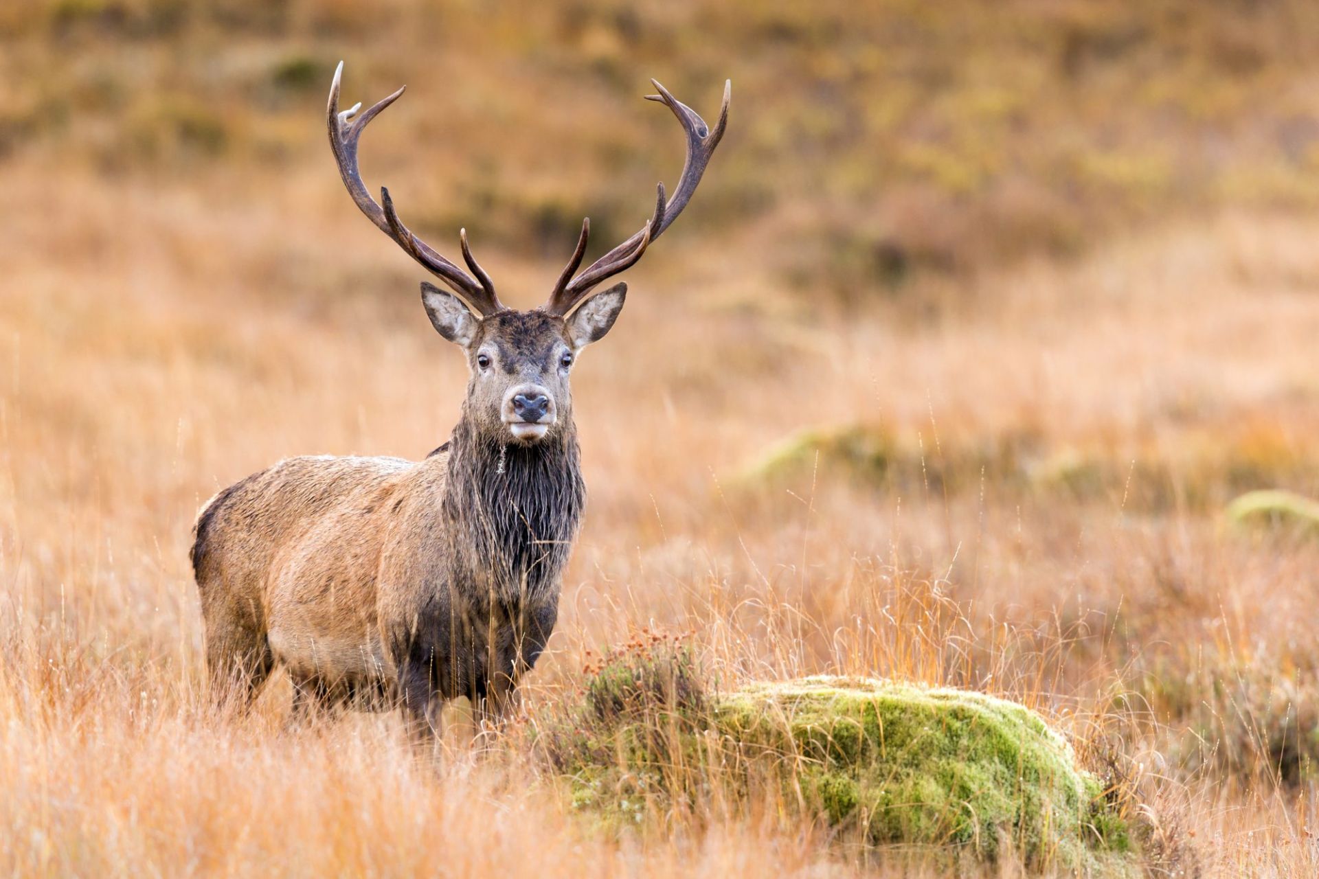 JAGD AUF ROTHIRSCHE IN DEN SCHOTTISCHEN HIGHLANDS - Bild 3