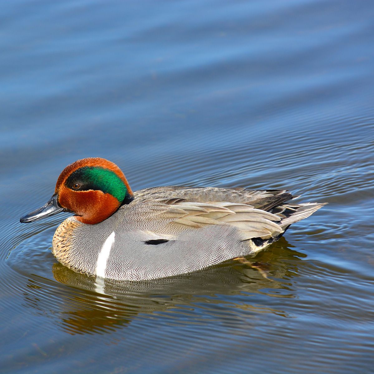 Ente aus dem om Seminar "Ansprechen und Verstehen der Vielfalt des Wasserwildes"
