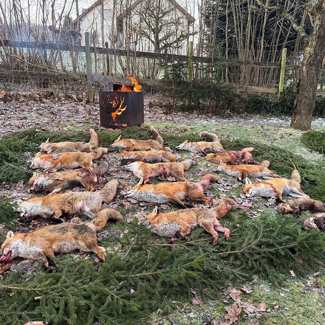 Eine Strecke aus Füchsen mit Feuerschale bei der langen Fuchsnacht von Forst Eibenstein