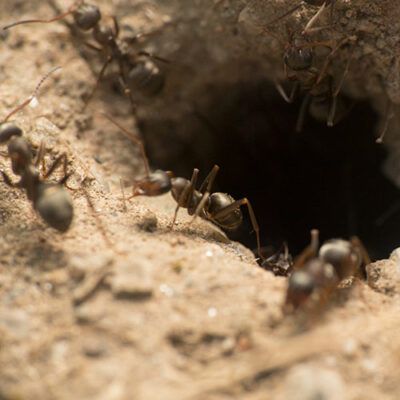 Ameisen als Symbolbild für den WCFE-Artenschutz Tag der Insekten