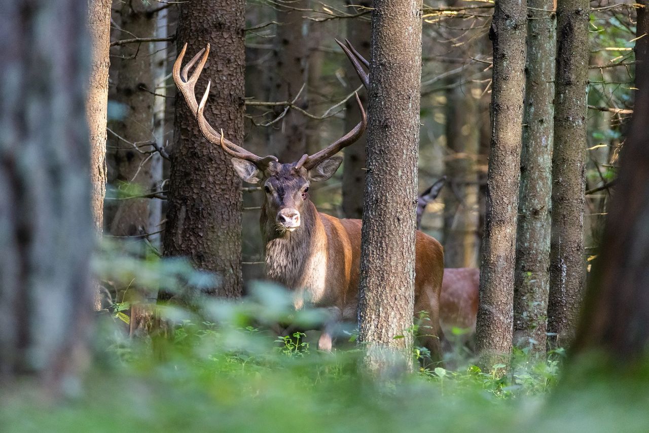 ROTHIRSCHJAGD IN POLEN - Bild 10