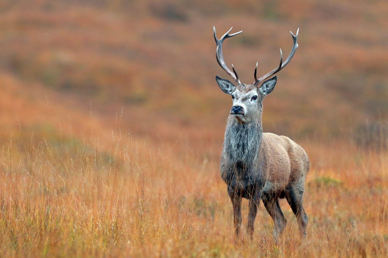 JAGD AUF ROTHIRSCHE IN DEN SCHOTTISCHEN HIGHLANDS - Bild 2