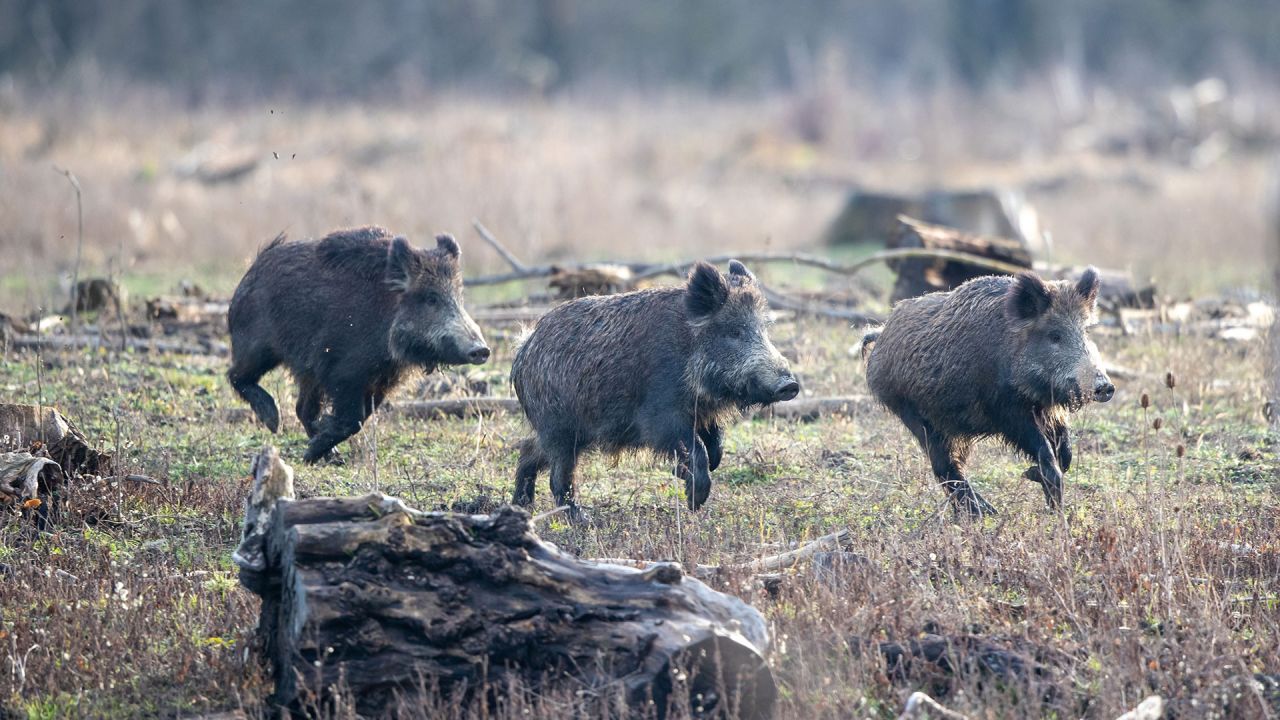 Schwarzwildseminar