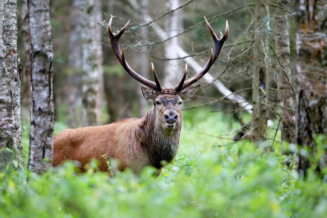 ROTHIRSCHJAGD IN POLEN - Bild 15