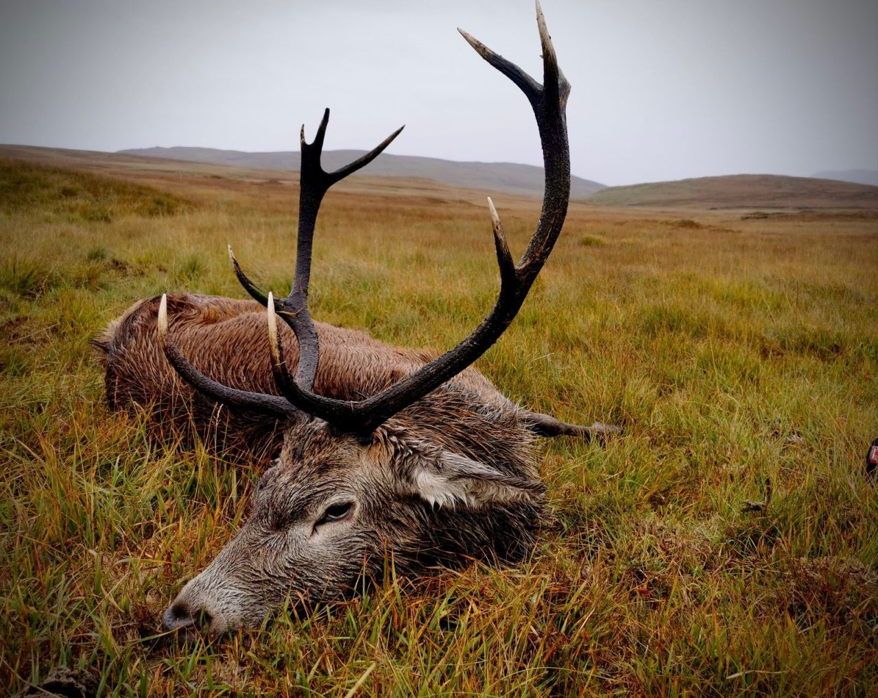 JAGD AUF ROTHIRSCHE IN DEN SCHOTTISCHEN HIGHLANDS - Bild 4