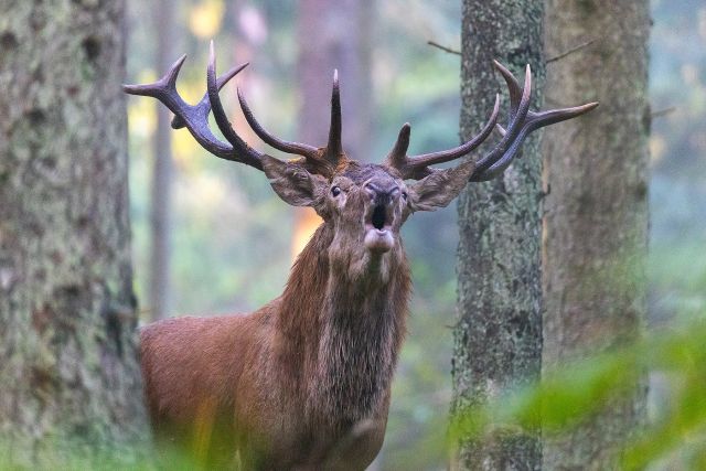 ROTHIRSCHJAGD IN POLEN - Bild 3