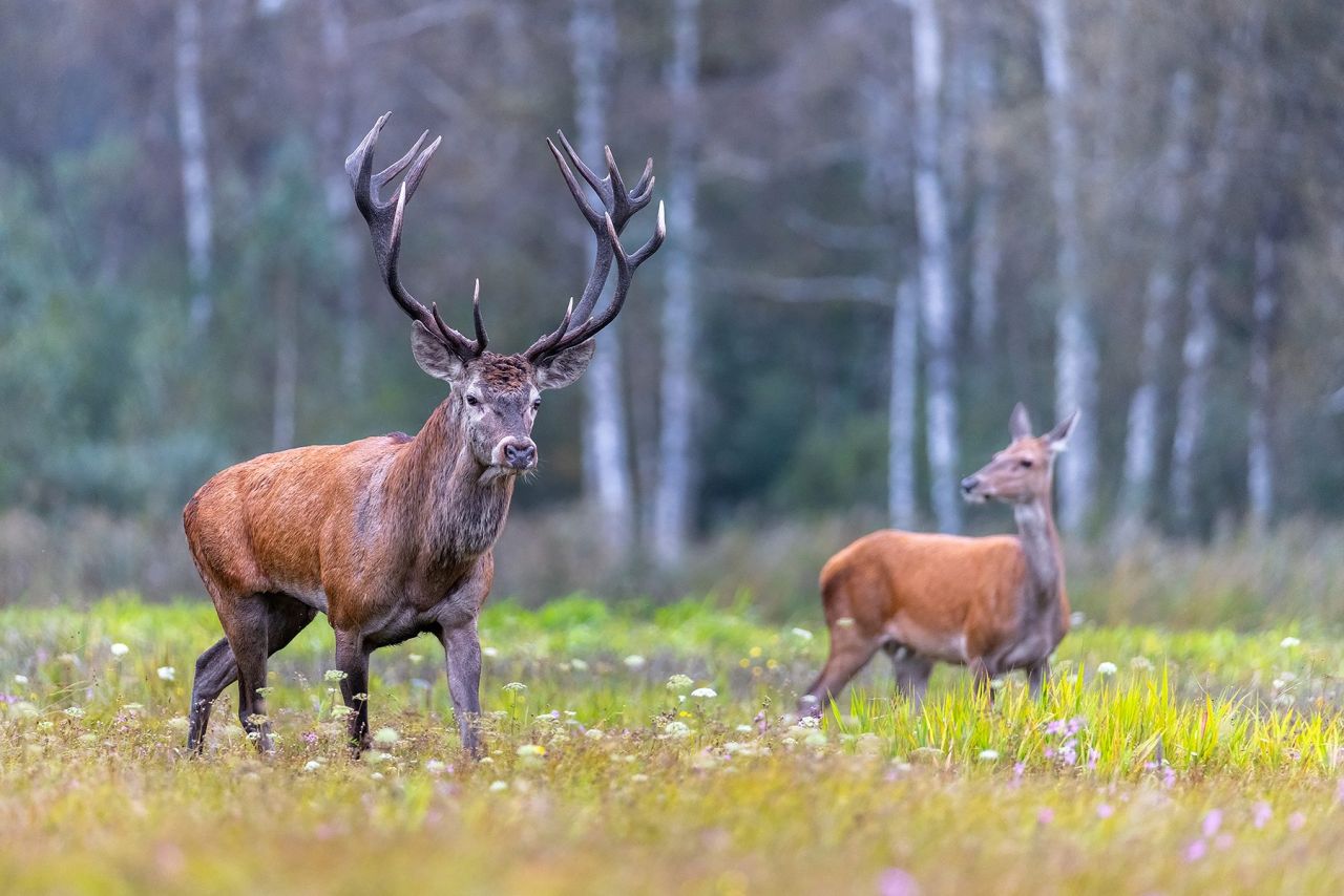 ROTHIRSCHJAGD IN POLEN - Bild 9