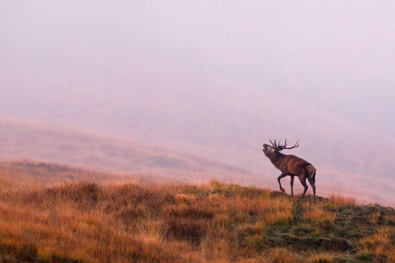 JAGD AUF ROTHIRSCHE IN DEN SCHOTTISCHEN HIGHLANDS