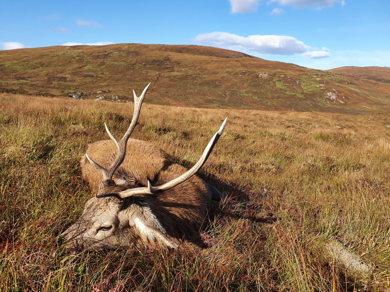 JAGD AUF ROTHIRSCHE IN DEN SCHOTTISCHEN HIGHLANDS - Bild 7