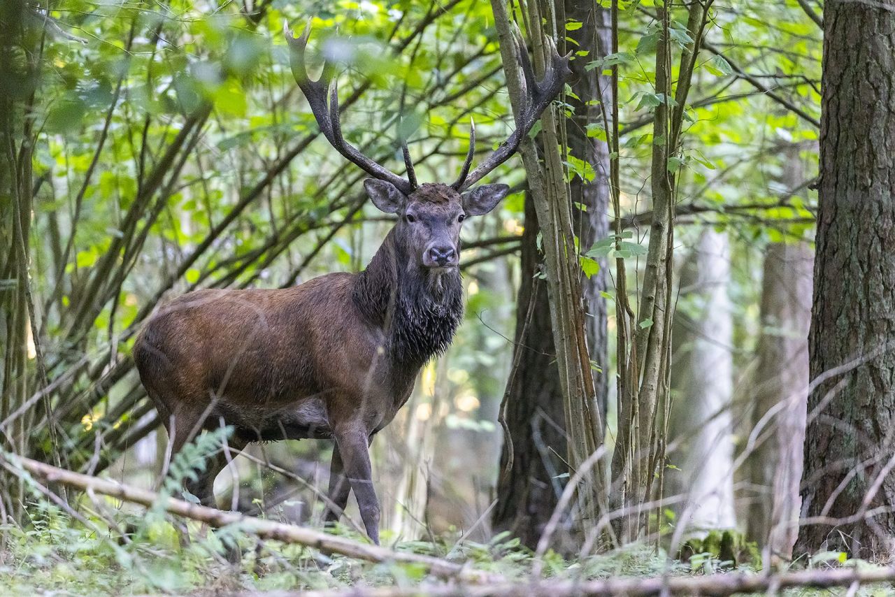 ROTHIRSCHJAGD IN POLEN - Bild 11