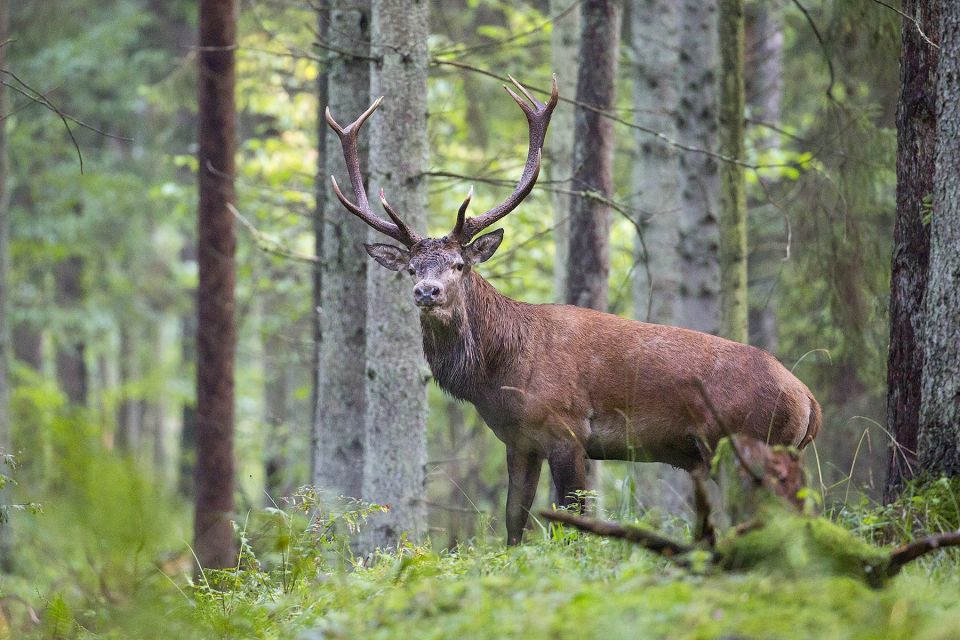 Jagdreisen Ungarn