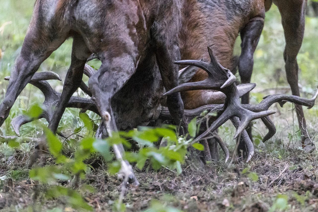 ROTHIRSCHJAGD IN POLEN - Bild 7