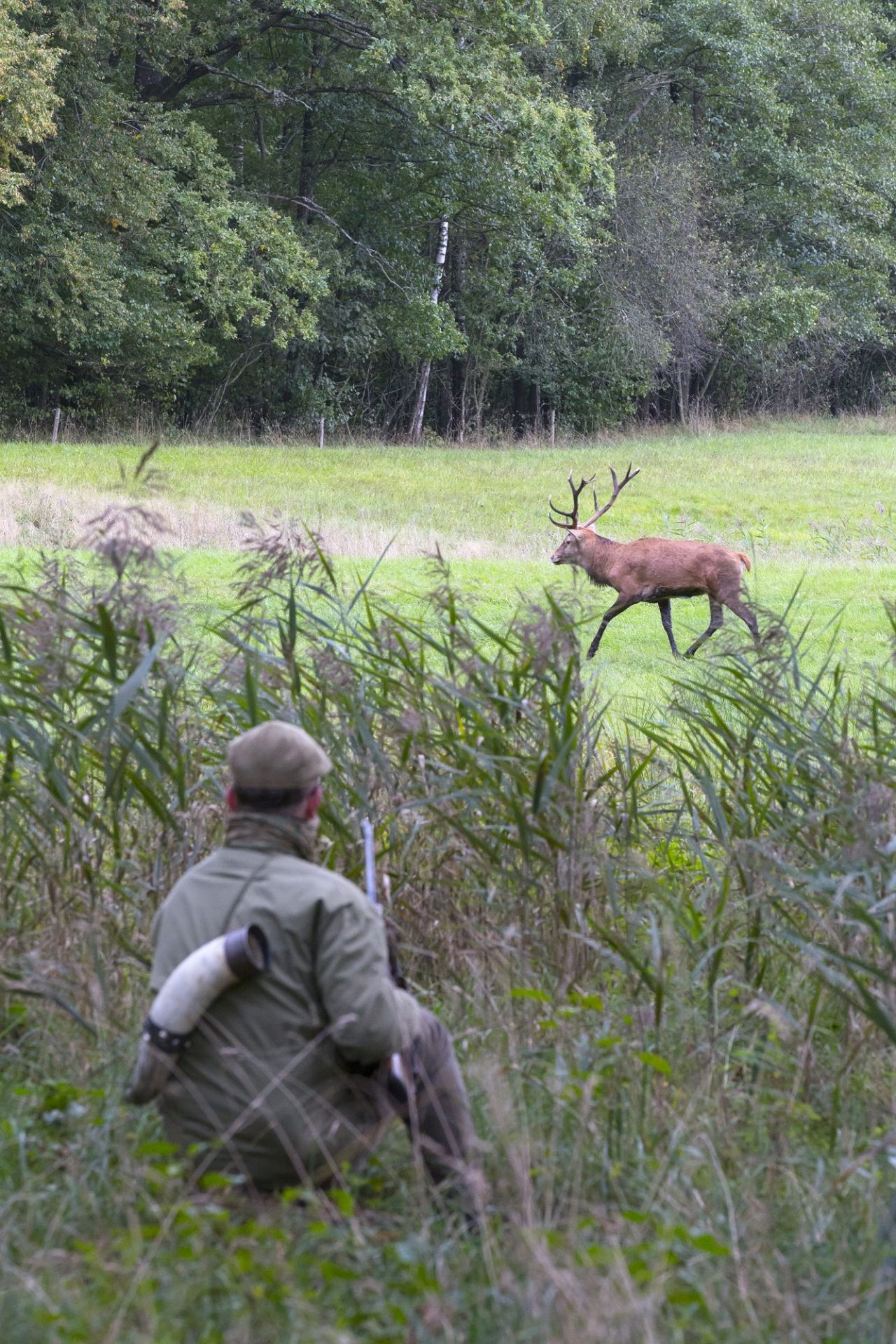 ROTHIRSCHJAGD IN POLEN - Bild 17