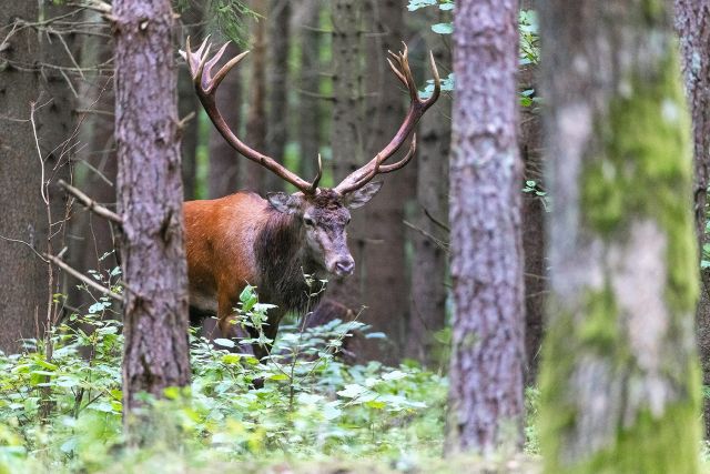 ROTHIRSCHJAGD IN POLEN - Bild 5
