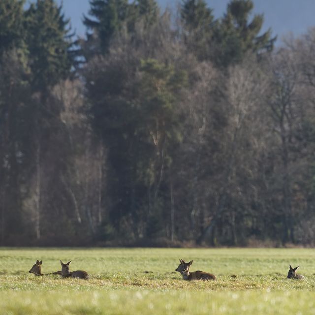 Wild auf einem Feld beim Revierplanung Seminar