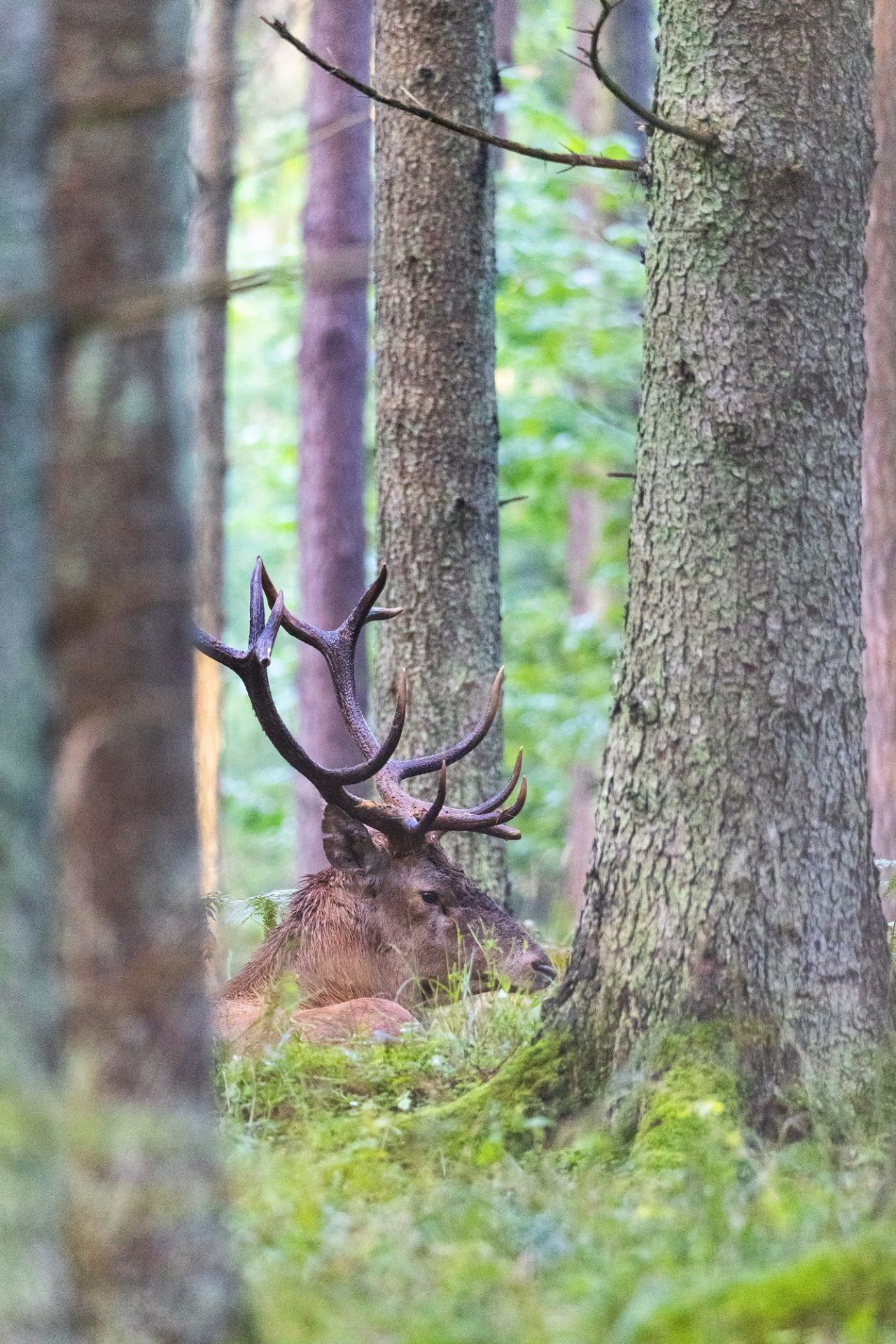 ROTHIRSCHJAGD IN POLEN - Bild 2