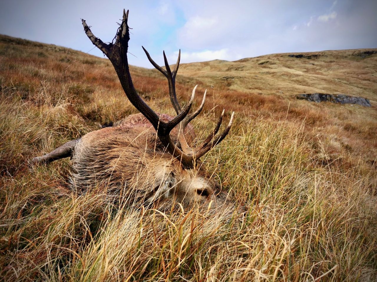 JAGD AUF ROTHIRSCHE IN DEN SCHOTTISCHEN HIGHLANDS - Bild 6