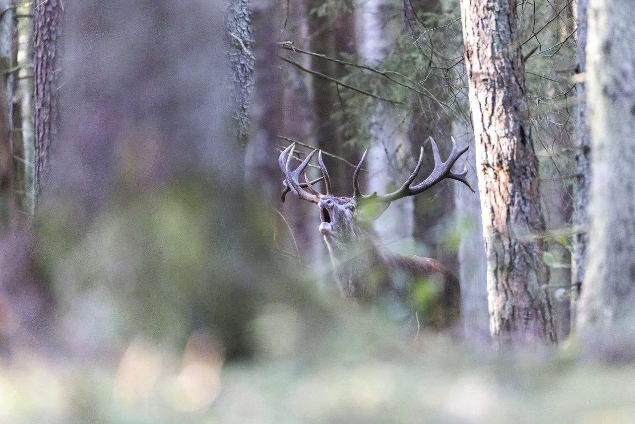 ROTHIRSCHJAGD IN POLEN - Bild 12