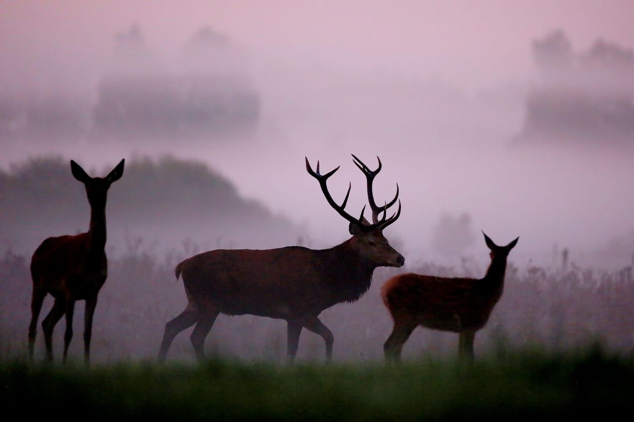 ROTHIRSCHJAGD IN POLEN - Bild 16