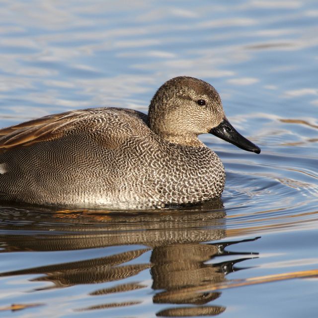 Ente aus dem om Seminar "Ansprechen und Verstehen der Vielfalt des Wasserwildes"