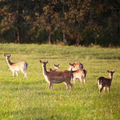 Freilebendes Damwild auf einer Wiese beim Schalenwild-Management - Seminar