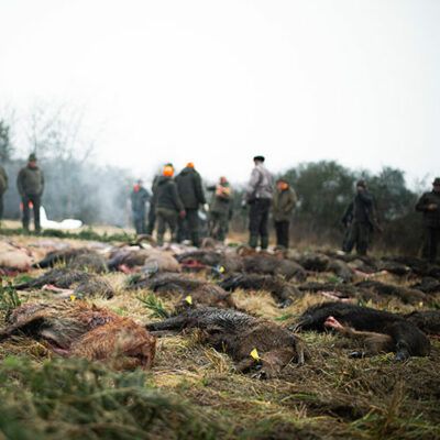 Strecke beim Schwarzwildseminar von Forst Eibenstein