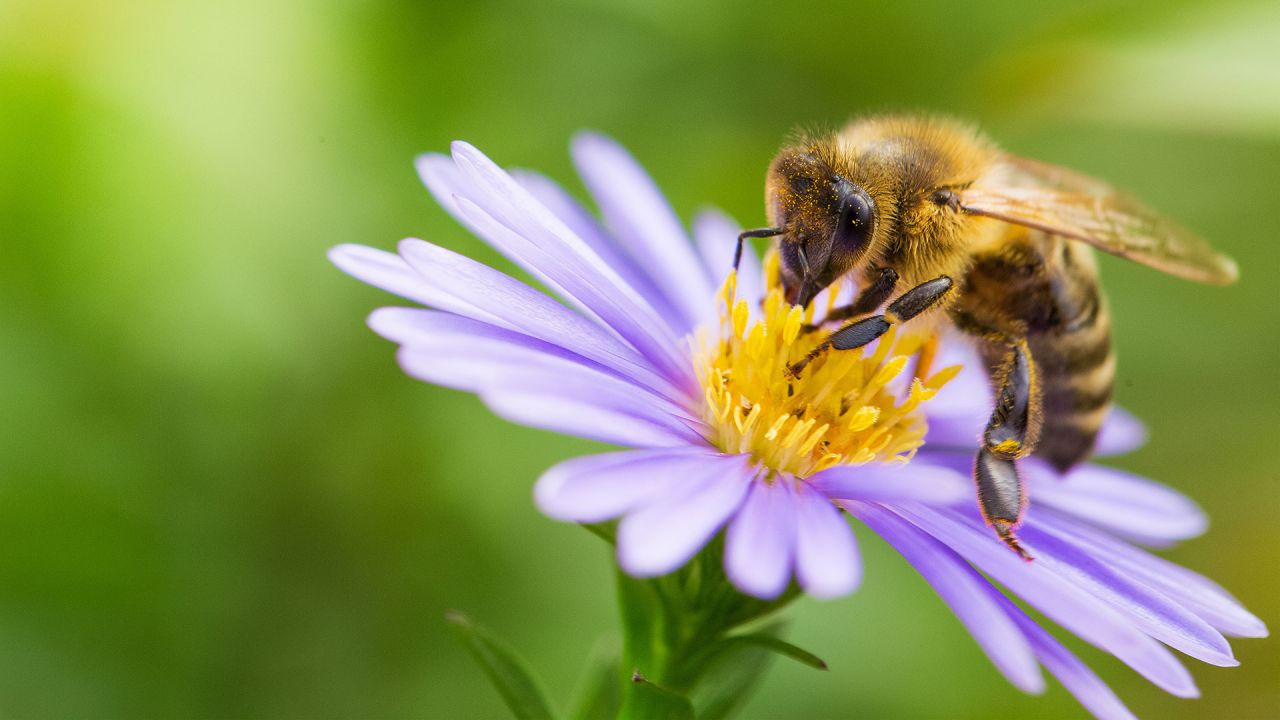 WCFE-Artenschutz Tag der Insekten