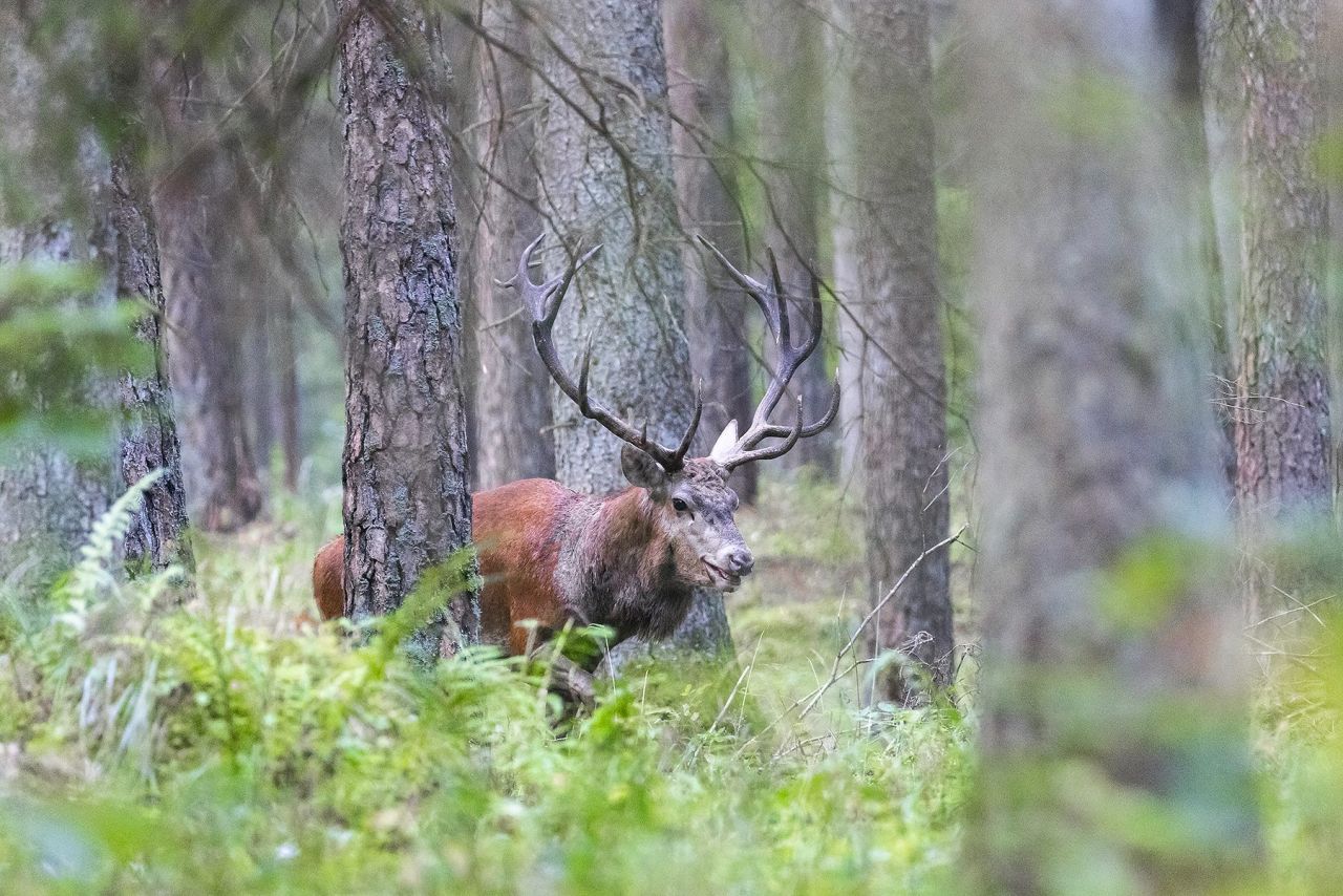 ROTHIRSCHJAGD IN POLEN - Bild 13