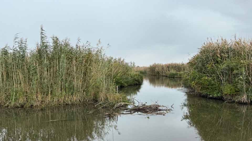 Ansprechen und Verstehen der Vielfalt des Wasserwildes