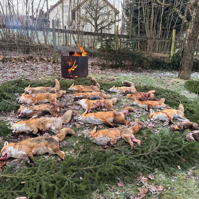 Eine Strecke aus Füchsen mit Feuerschale bei der langen Fuchsnacht von Forst Eibenstein