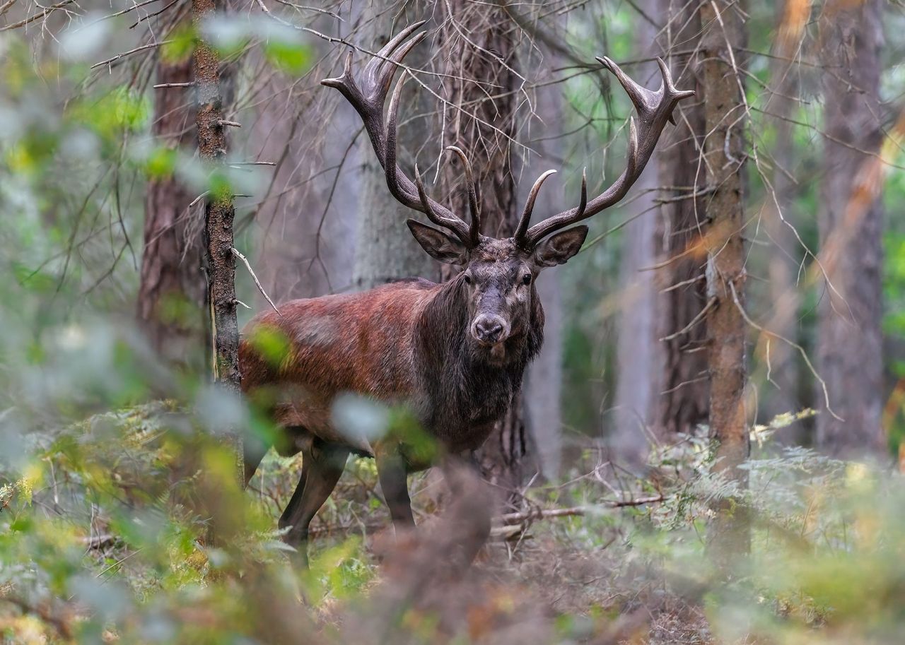 ROTHIRSCHJAGD IN POLEN