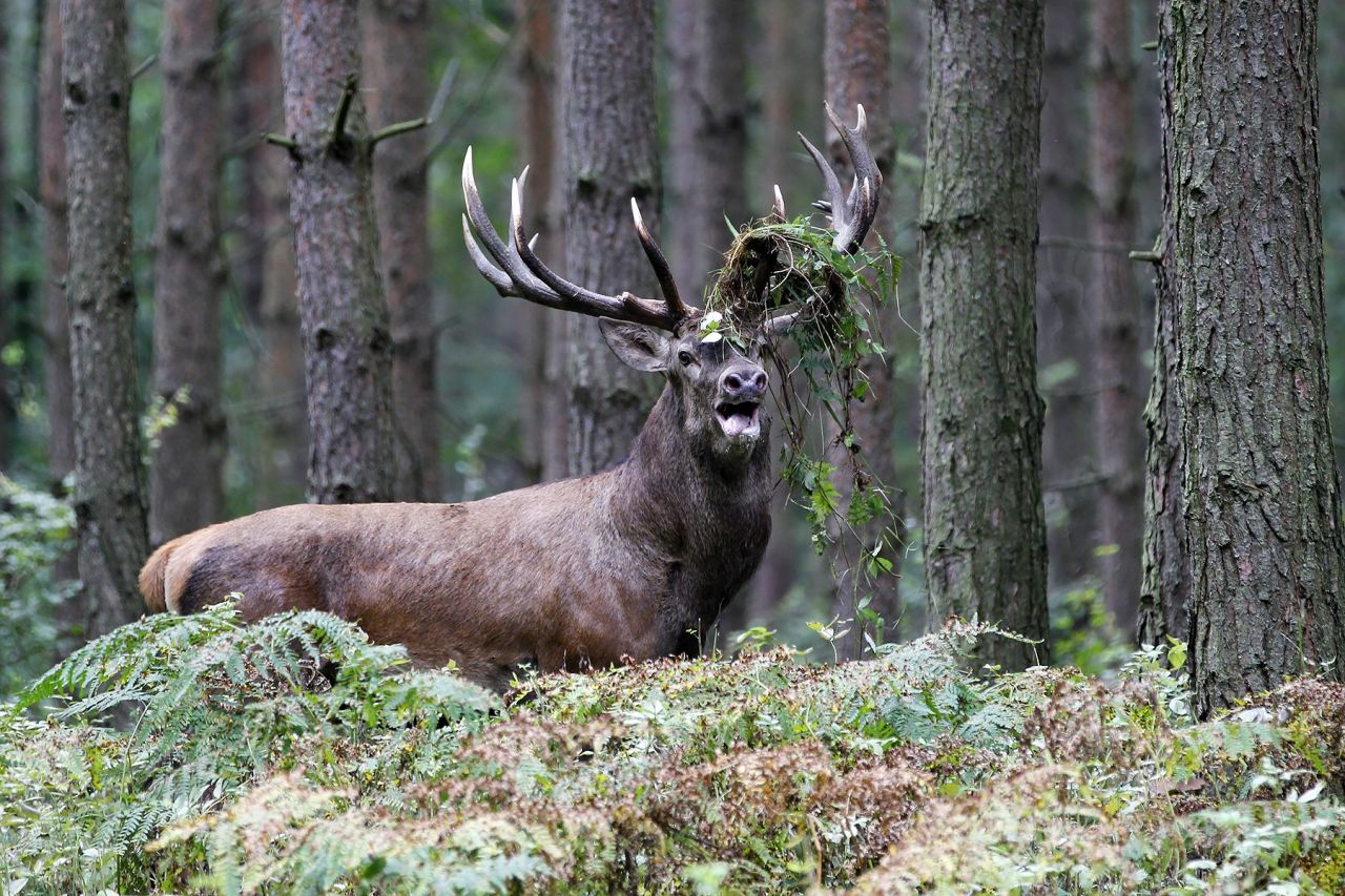 ROTHIRSCHJAGD IN POLEN - Bild 19
