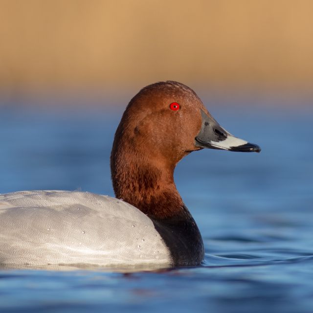Ente aus dem om Seminar "Ansprechen und Verstehen der Vielfalt des Wasserwildes"