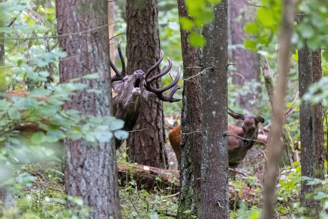 ROTHIRSCHJAGD IN POLEN - Bild 6