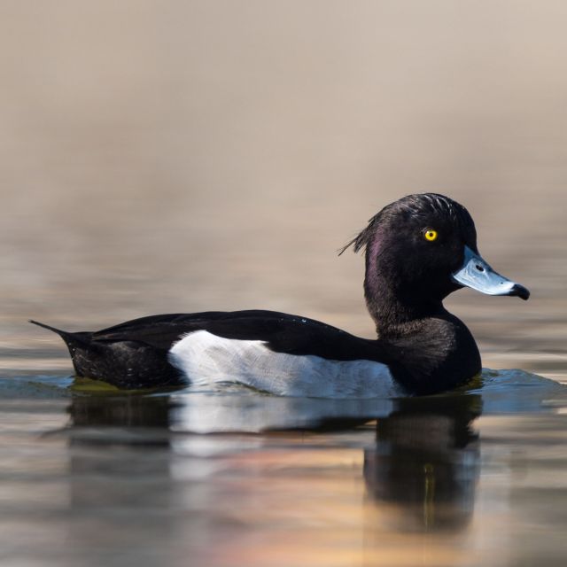 Ente aus dem om Seminar "Ansprechen und Verstehen der Vielfalt des Wasserwildes"