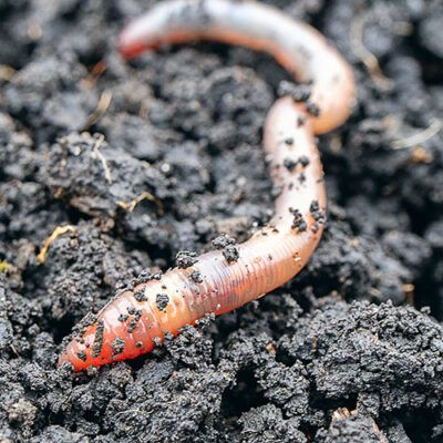 Ein Wurm in der Erde als Symbolbild fpr den WCFE-Artenschutz Tag der Insekten