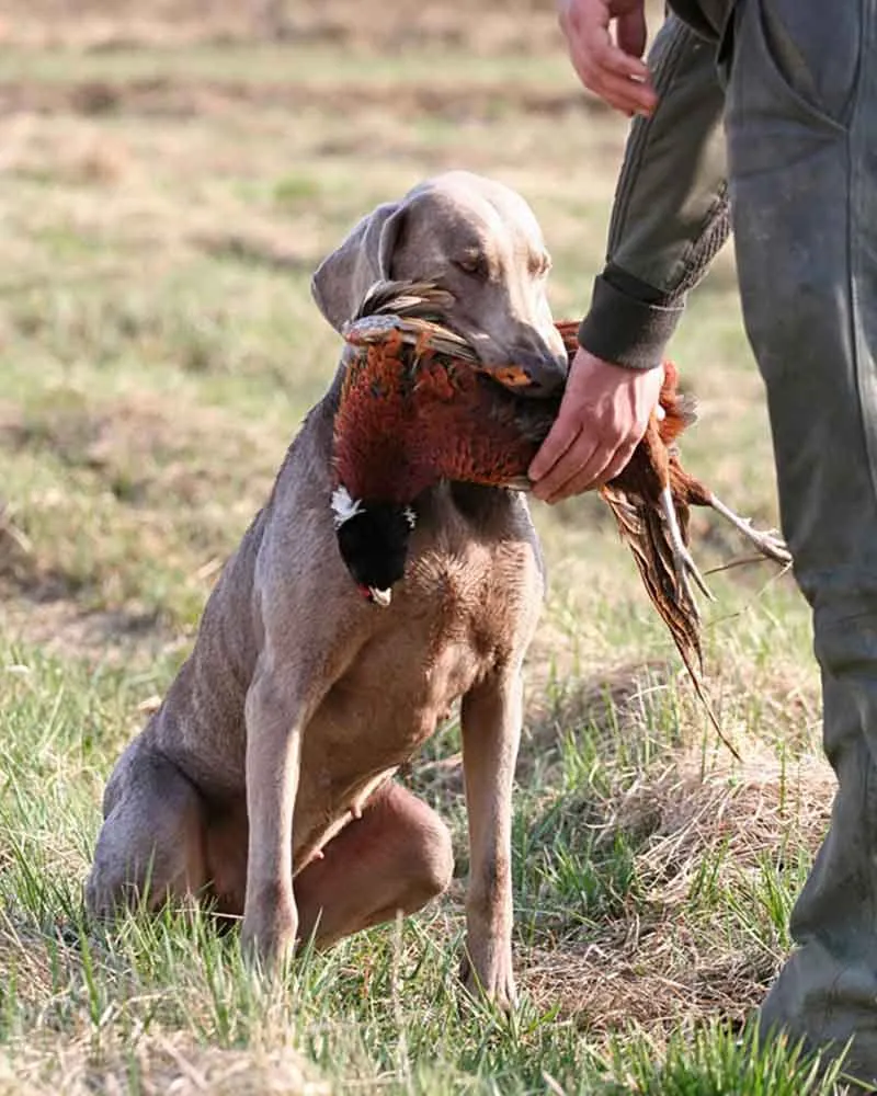 Jagdhund apportiert einen Fasan - Seminar Jagd mit Hund